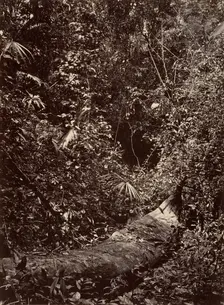 Tropical Scenery, Tropical Forest, 1871. Creator: John Moran