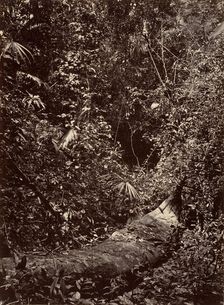 Tropical Scenery, Tropical Forest, 1871. Creator: John Moran