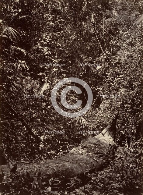 Tropical Scenery, Tropical Forest, 1871. Creator: John Moran.