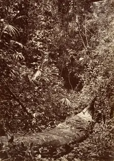Tropical Scenery, Tropical Forest, 1871. Creator: John Moran