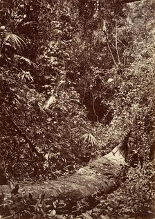 Tropical Scenery, Tropical Forest, 1871. Creator: John Moran