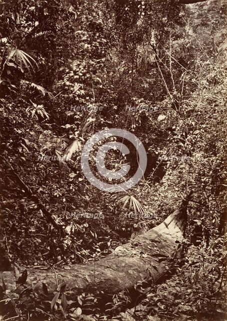 Tropical Scenery, Tropical Forest, 1871. Creator: John Moran.