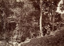 Tropical Scenery, View Near Chipigana, 1871. Creator: John Moran