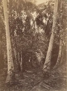 Tropical Scenery, Forest Near Turbo, 1871. Creator: John Moran