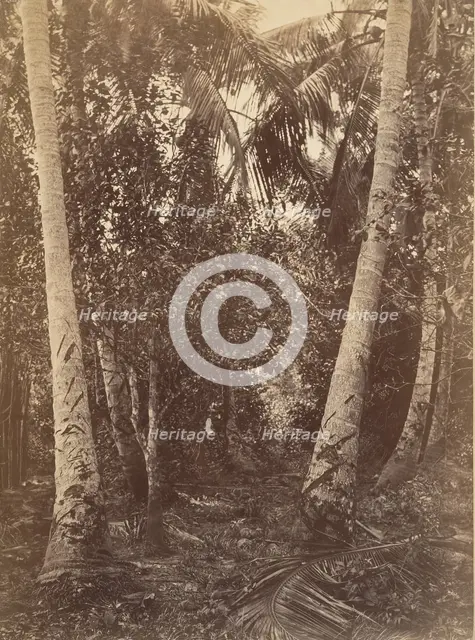 Tropical Scenery, Forest Near Turbo, 1871. Creator: John Moran.