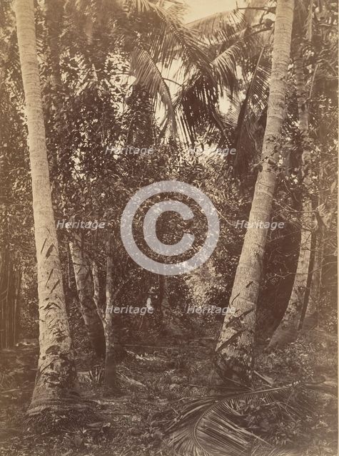 Tropical Scenery, Forest Near Turbo, 1871. Creator: John Moran.