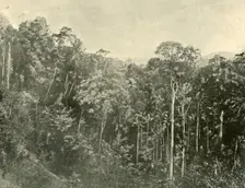 Tropical Scrubs, Blackall Range, Queensland 1901. Creator: Unknown