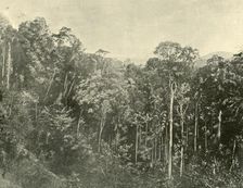 Tropical Scrubs, Blackall Range, Queensland 1901. Creator: Unknown