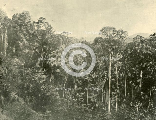 'Tropical Scrubs, Blackall Range, Queensland', 1901. Creator: Unknown.