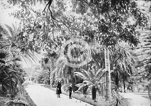 'Tropical Palms and Ferns in the Botanical Gardens, c1900. Creator: Unknown.