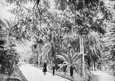 Tropical Palms and Ferns in the Botanical Gardens, c1900. Creator: Unknown