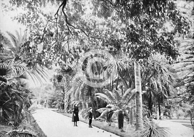 'Tropical Palms and Ferns in the Botanical Gardens, c1900. Creator: Unknown.