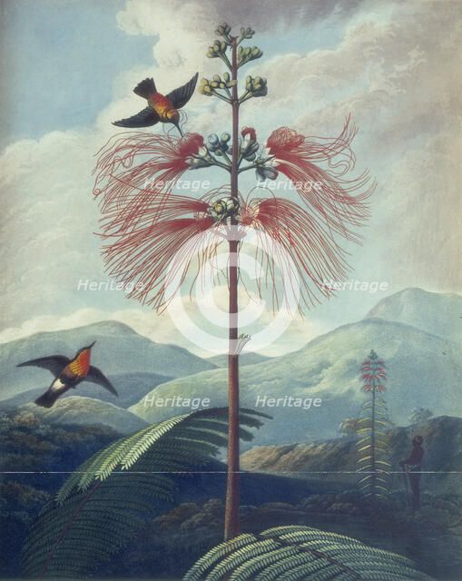 Tropical plant with hummingbirds, 1807. Creator: Unknown.