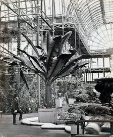 Tropical plants in the Egyptian Room, Crystal Palace, Sydenham, London, 1854. Creator: Philip Henry Delamotte