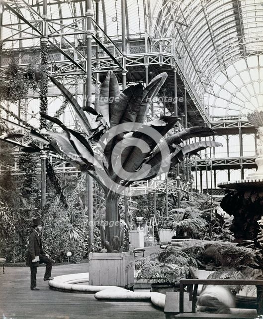 Tropical plants in the Egyptian Room, Crystal Palace, Sydenham, London, 1854. Creator: Philip Henry Delamotte.