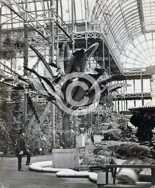 Tropical plants in the Egyptian Room, Crystal Palace, Sydenham, London, 1854. Artist: Philip Henry Delamotte