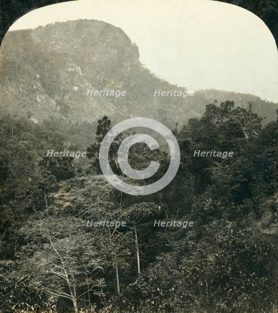 'Tropical Vegetation in the Barron River Gorge,...Cairns, Queensland, Australia', c1909.  Creator: George Rose.