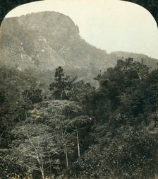 Tropical Vegetation in the Barron River Gorge,...Cairns, Queensland, Australia c1909. Creator: George Rose