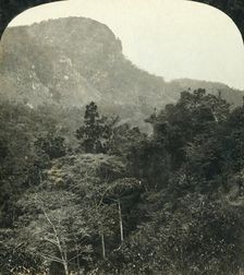 Tropical Vegetation in the Barron River Gorge,...Cairns, Queensland, Australia c1909. Creator: George Rose