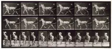 Trotting, 1872-1885. Creator: Eadweard J Muybridge