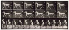 Trotting, 1872-1885. Creator: Eadweard J Muybridge