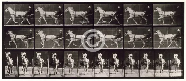Trotting, 1872-1885.  Creator: Eadweard J Muybridge.