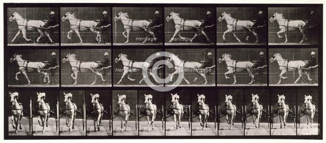 Trotting, 1872-1885.  Creator: Eadweard J Muybridge.