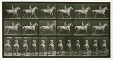 Trotting, 1872-1885. Creator: Eadweard J Muybridge