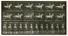 Trotting, 1872-1885. Creator: Eadweard J Muybridge