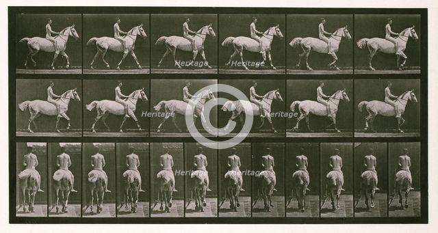 Trotting, 1872-1885.  Creator: Eadweard J Muybridge.