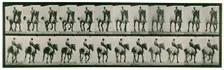 Trotting, bareback, 1872-1885. Creator: Eadweard J Muybridge