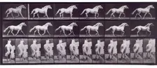 Trotting free, 1872-1885. Creator: Eadweard J Muybridge