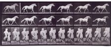 Trotting free, 1872-1885. Creator: Eadweard J Muybridge