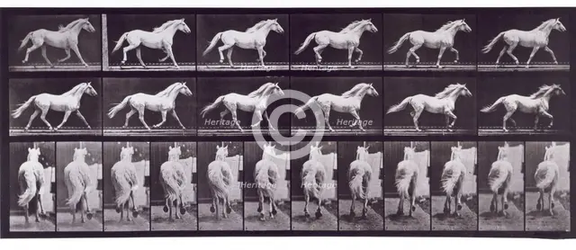 Trotting free, 1872-1885.  Creator: Eadweard J Muybridge.
