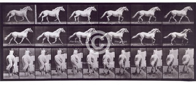 Trotting free, 1872-1885.  Creator: Eadweard J Muybridge.