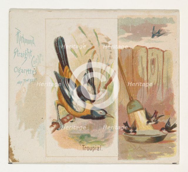 Troupial, from the Song Birds of the World series (N42) for Allen & Ginter Cigarettes, 1890. Creator: Allen & Ginter.