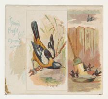 Troupial, from the Song Birds of the World series (N42) for Allen & Ginter Cigarettes, 1890. Creator: Allen & Ginter