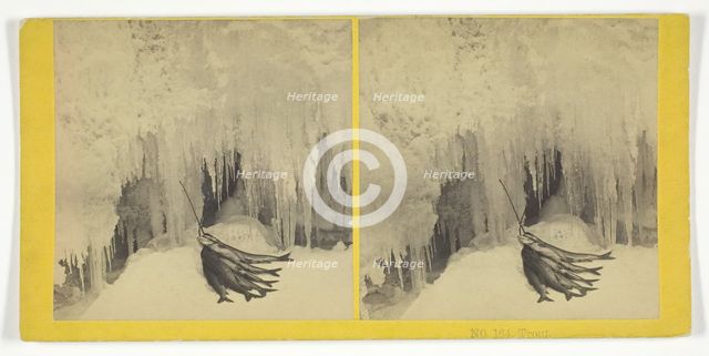 Trout, 1855/75. Creators: Kilburn Brothers, BW Kilburn.