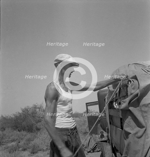 Tubercular father of a family of nine who are stranded in New Mexico with no money, 1936. Creator: Dorothea Lange.