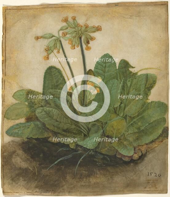 Tuft of Cowslips, 1526. Creator: Albrecht Durer.