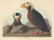 Tufted Auk, 1835. Creator: Robert Havell
