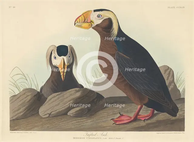Tufted Auk, 1835. Creator: Robert Havell.
