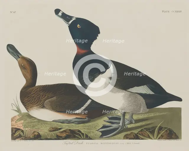 Tufted Duck, 1834. Creator: Robert Havell.