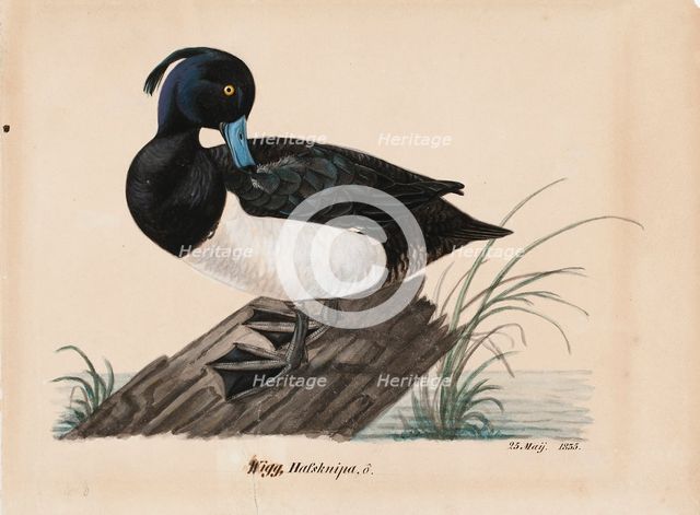 Tufted Duck, 1835. Creator: Magnus von Wright.