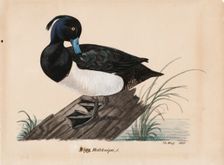 Tufted Duck, 1835. Creator: Magnus von Wright