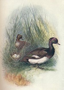 Tufted Duck - Fulig'ula crista'ta c1910, (1910). Artist: George James Rankin