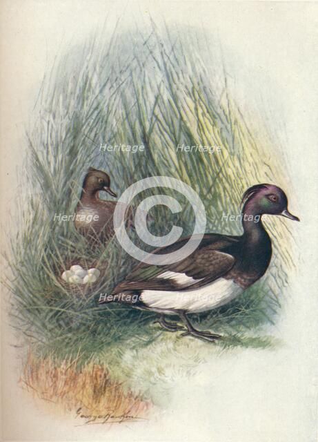 'Tufted Duck - Fulig'ula crista'ta', c1910, (1910). Artist: George James Rankin.