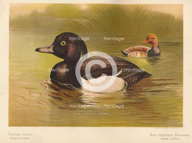 'Tufted Duck (Fuligata cristata), Red-Crested Pochard (Netta rufina)', 1900, (1900). Artist: Charles Whymper.