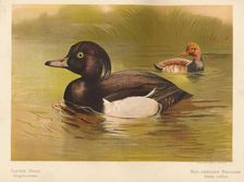 Tufted Duck (Fuligata cristata), Red-Crested Pochard (Netta rufina) 1900, (1900). Artist: Charles Whymper