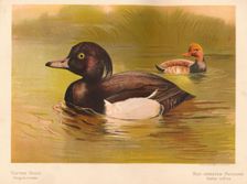 Tufted Duck (Fuligata cristata), Red-Crested Pochard (Netta rufina) 1900, (1900). Artist: Charles Whymper